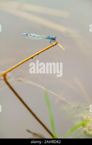 Lynn, Texas, USA. Gemeinsame Blau Damselfly (Enallagma cyathigerum) auf Zweig, mit Reflexion, im Teich. Auch als Blue Damselfly, gemeinsame Bluet und Nort Stockfoto