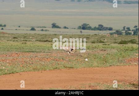 Drei Geparden jagen ein Baby Gazelle in den Ebenen Afrikas in Masai Mara National Reserve während einer Safari Stockfoto