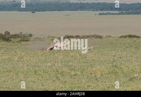 Drei Geparden jagen ein Baby Gazelle in den Ebenen Afrikas in Masai Mara National Reserve während einer Safari Stockfoto