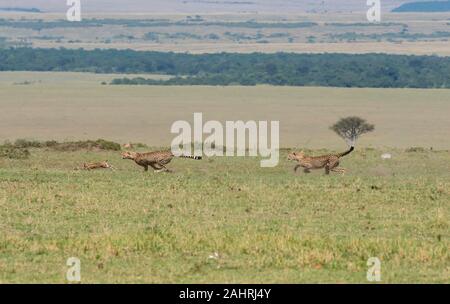 Drei Geparden jagen ein Baby Gazelle in den Ebenen Afrikas in Masai Mara National Reserve während einer Safari Stockfoto