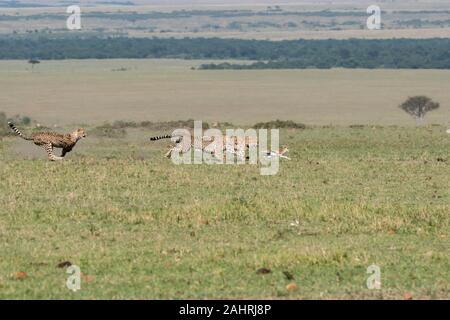 Drei Geparden jagen ein Baby Gazelle in den Ebenen Afrikas in Masai Mara National Reserve während einer Safari Stockfoto