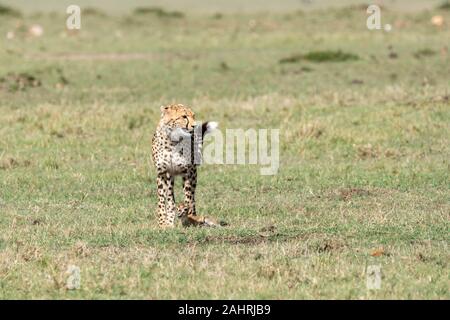 Drei Geparden jagen ein Baby Gazelle in den Ebenen Afrikas in Masai Mara National Reserve während einer Safari Stockfoto