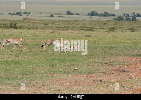 Drei Geparden jagen ein Baby Gazelle in den Ebenen Afrikas in Masai Mara National Reserve während einer Safari Stockfoto