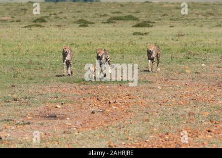 Drei Geparden jagen ein Baby Gazelle in den Ebenen Afrikas in Masai Mara National Reserve während einer Safari Stockfoto