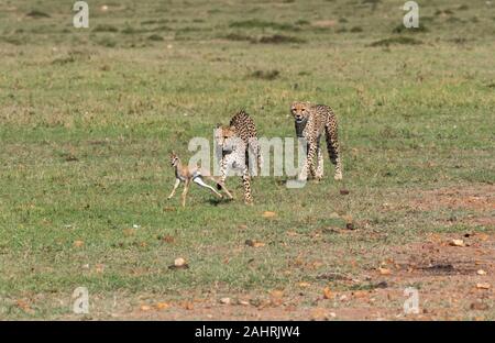 Drei Geparden jagen ein Baby Gazelle in den Ebenen Afrikas in Masai Mara National Reserve während einer Safari Stockfoto