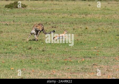 Drei Geparden jagen ein Baby Gazelle in den Ebenen Afrikas in Masai Mara National Reserve während einer Safari Stockfoto