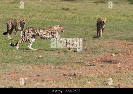 Drei Geparden jagen ein Baby Gazelle in den Ebenen Afrikas in Masai Mara National Reserve während einer Safari Stockfoto