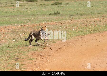 Drei Geparden jagen ein Baby Gazelle in den Ebenen Afrikas in Masai Mara National Reserve während einer Safari Stockfoto