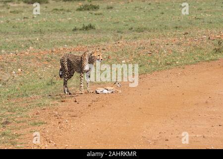 Drei Geparden jagen ein Baby Gazelle in den Ebenen Afrikas in Masai Mara National Reserve während einer Safari Stockfoto