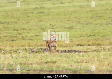Eine weibliche Löwin aus doppeltem Kreuzstolz, die in den Ebenen Afrikas im Masai Mara National Reserve während einer Wildtier-Safari spazieren geht Stockfoto