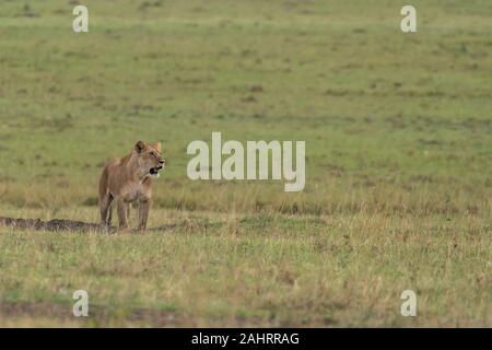 Eine weibliche Löwin aus doppeltem Kreuzstolz, die in den Ebenen Afrikas im Masai Mara National Reserve während einer Wildtier-Safari spazieren geht Stockfoto
