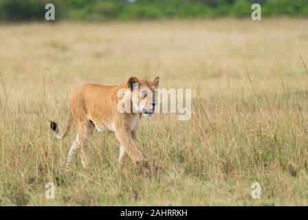 Eine weibliche Löwin aus doppeltem Kreuzstolz, die in den Ebenen Afrikas im Masai Mara National Reserve während einer Wildtier-Safari spazieren geht Stockfoto