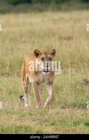 Eine weibliche Löwin aus doppeltem Kreuzstolz, die in den Ebenen Afrikas im Masai Mara National Reserve während einer Wildtier-Safari spazieren geht Stockfoto