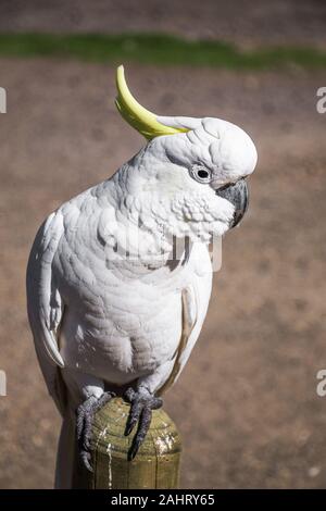 Die weißen australischen Schwefel crested Cockatoo Stockfoto