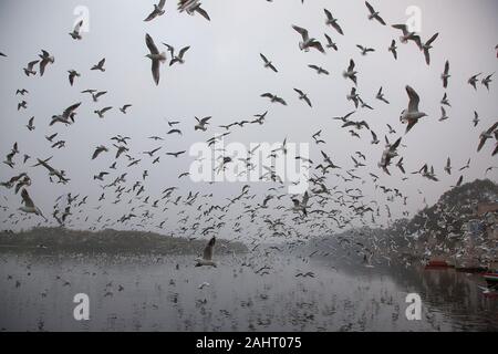 New Delhi, Indien. 31 Dez, 2019. Zugvögel sind am Yamuna-Fluss in Neu Delhi, Indien, 31. Dez., 2019 gesehen. Credit: Javed Dar/Xinhua/Alamy leben Nachrichten Stockfoto