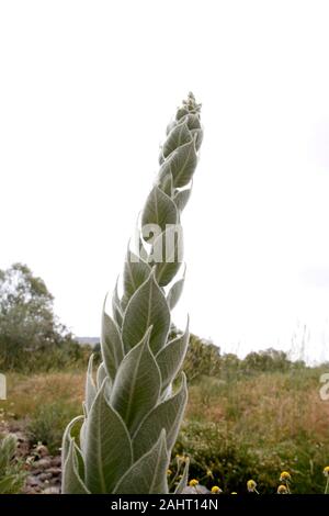 Königskerze Blätter, Molène thapsus Königskerze Anlage Stockfoto