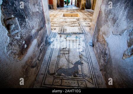 Fliesen Mosaik eines Hundes im Casa di Paquius Proculus, Haus der Paquius Proculus, Pompeji, Italien Stockfoto