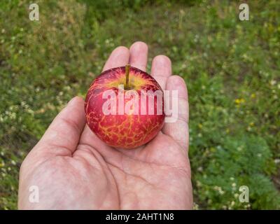 Rot organic Apple liegen auf einem menschlichen Palm Stockfoto