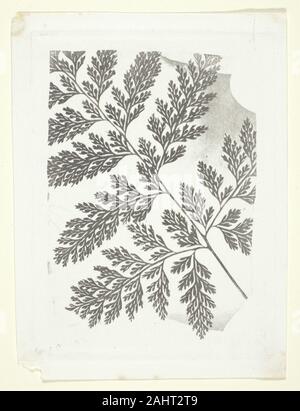 William Henry Fox Talbot. Filiale einer Farn. 1848 - 1863. England. Photoglyphic Gravur ohne Gaze oder Harz am Bildschirm vorgenommen wurden, Stockfoto