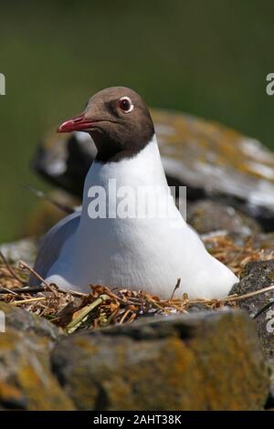 Lachmöwe, Seagull saß auf Nest, UK. Stockfoto