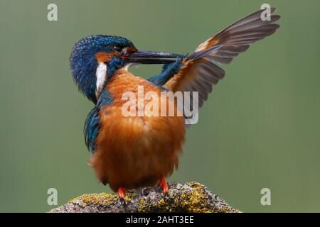 Eisvogel (Alcedo atthis) Putzen nach einem Tauchgang, UK. Stockfoto