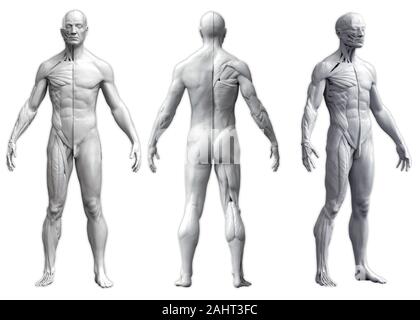 Menschliche Körper Anatomie des Menschen in drei Ansichten in weißem Hintergrund - 3D-Rendering Stockfoto
