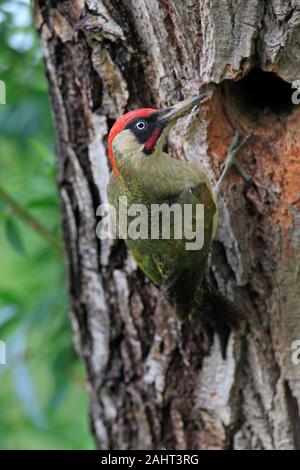 Grünspecht (Picus viridis), Stecker am Eingang zu seinem Nest Loch, UK. Stockfoto