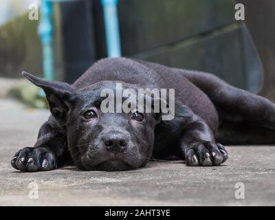 Eine schwarze Thai Ridgeback Welpen Stockfoto