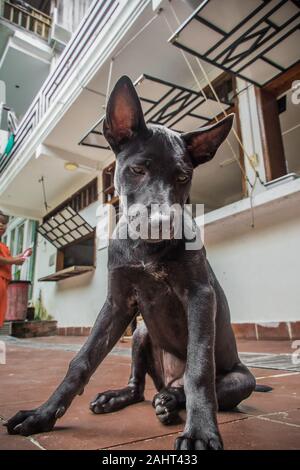 Eine schwarze Thai Ridgeback Welpen Stockfoto