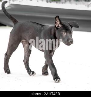 Eine schwarze Thai Ridgeback Welpen Stockfoto