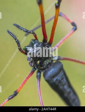 Ein schwarzer Riese hölzerne Spinne Stockfoto