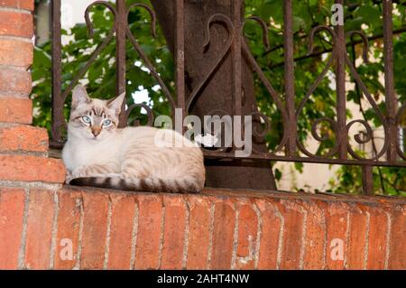 Siam und tabby Katze liegend auf einer Wand. Stockfoto