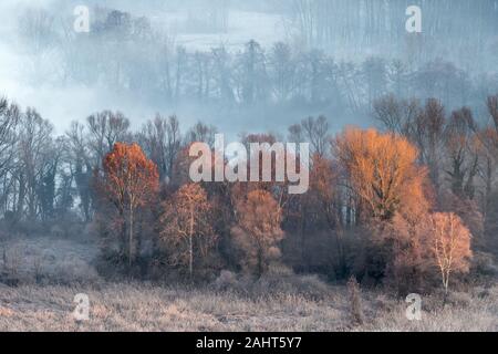 Die ersten Strahlen der Sonne über den nebligen Wald Stockfoto