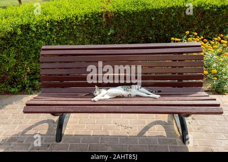 Faule Katze schlafen auf einer Bank in einem öffentlichen Park Stockfoto