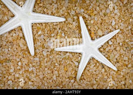 Kunst Stillleben Bild von zwei gebleicht Meer Sterne auf einem grobkörnigen Sand Hintergrund. Stockfoto