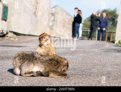 Ein paar Barbary Macaques Übersicht pflege Verhalten. Die einzige wilde Affen in Europa, Barbary macaques in Gibraltar, Großbritannien. Stockfoto