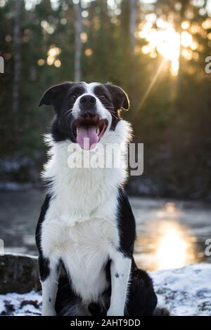 Porträt eines Border Collie gegen die Sonne Stockfoto