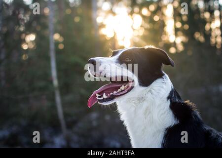 Porträt eines Border Collie gegen die Sonne Stockfoto