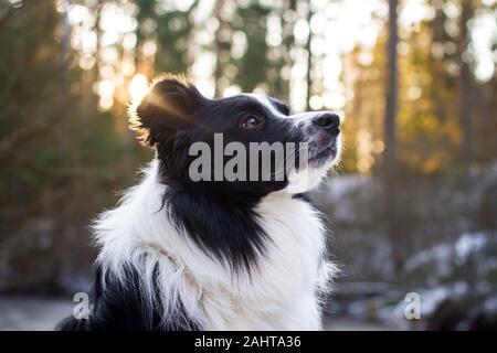 Porträt eines Border Collie gegen die Sonne Stockfoto