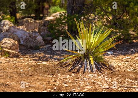 Agave Americana. Von der Gattung monocots native zu den heißen und trockenen Regionen der Nord- und Südamerika Stockfoto