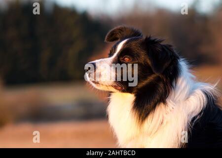 Porträt eines Border Collie in der Abendsonne Stockfoto