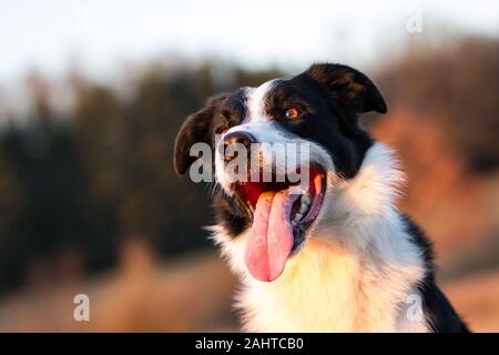 Porträt eines Border Collie in der Abendsonne Stockfoto