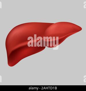 Menschliche realistische Leber Vector Graphic Illustration medizinische Orgel Symbol auf weißem Hintergrund Stock Vektor