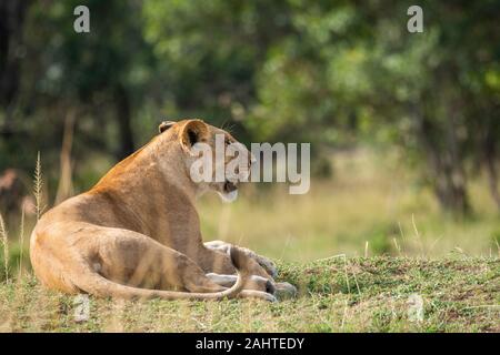 Löwen, die zu doppeltem Kreuzstolz gehören und während einer Wildtier-Safari einen frischen Tod in den Ebenen Afrikas im Masai Mara National Reserve genießen Stockfoto