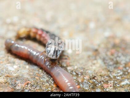 Weniger Glow Worm Larve mit Beute Regenwurm Stockfoto