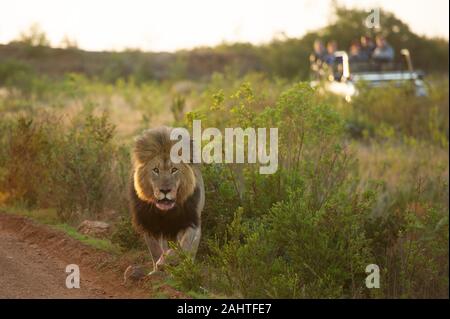 Touristen auf Game Drive beobachten männliche Löwe Panthera leo, Gondwana Game Reserve, Südafrika Stockfoto