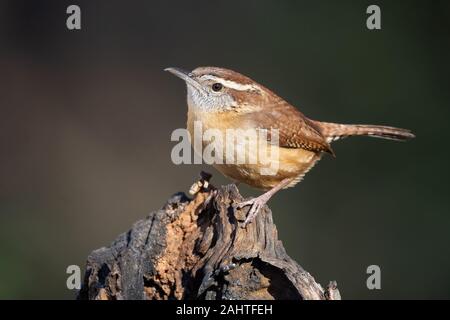 Carolina Wren thront auf Stumpf Stockfoto