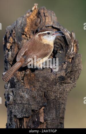 Carolina Wren thront auf Stumpf Stockfoto