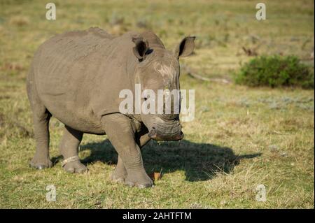 Weiss Nashorn, Rhinocerotidae), Gondwana Game Reserve, Südafrika Stockfoto