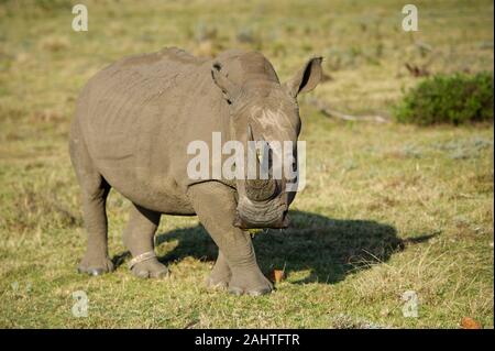 Weiss Nashorn, Rhinocerotidae), Gondwana Game Reserve, Südafrika Stockfoto